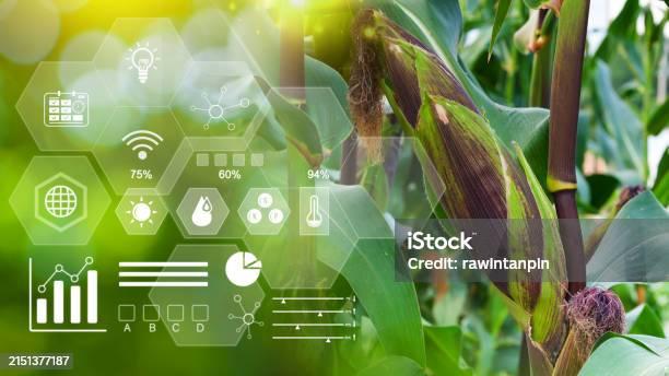 Agricultura 4.0 com sensores e drones na fazenda