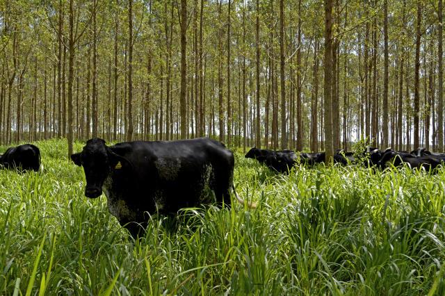 Exemplo de integração lavoura-pecuária no Programa ABC