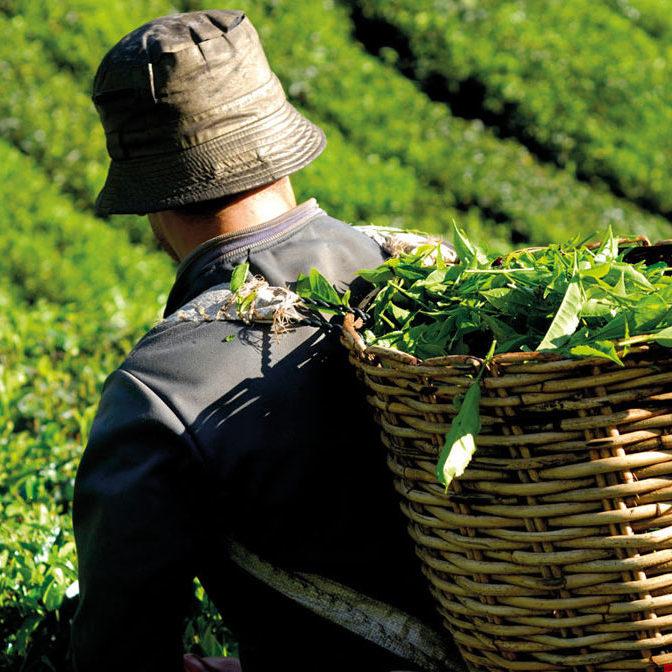 Processo de certificação orgânica com documentos e auditoria em fazenda