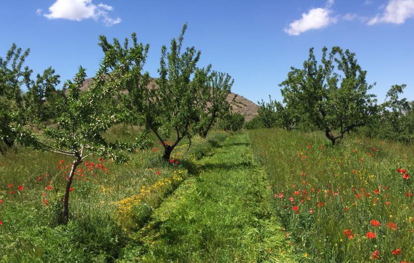Exemplo de rotação de culturas na agricultura regenerativa