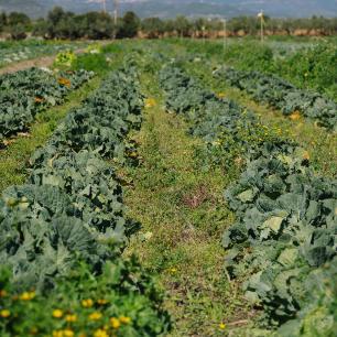Produtor aplicando composto orgânico em campo regenerativo