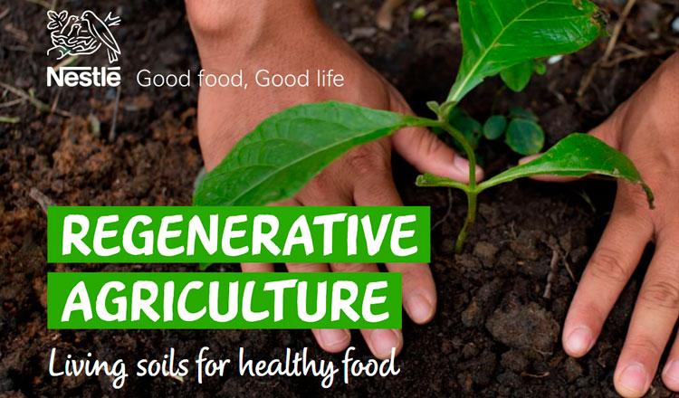 Agricultura regenerativa em ação: solo coberto com plantas e composto orgânico