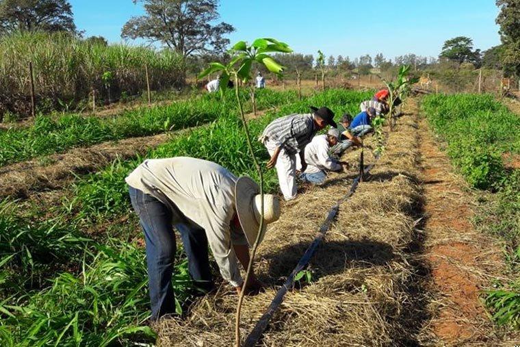 Integração de árvores frutíferas com pecuária em agrofloresta