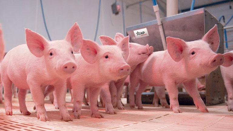 Instalações modernas em avicultura e suinocultura