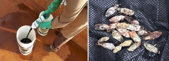 Vantagens ambientais dos bioinsumos, com solo saudável e plantas crescendo