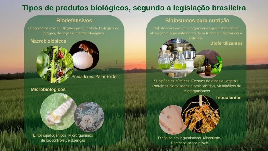 Bioinsumos em ação na lavoura, mostrando plantas saudáveis com insetos benéficos