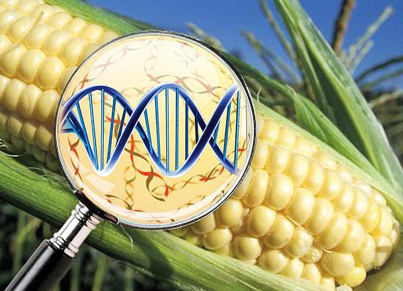Laboratório de edição genética CRISPR para cultivos agrícolas
