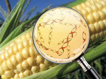 Colheita abundante de milho transgênico em fazenda brasileira