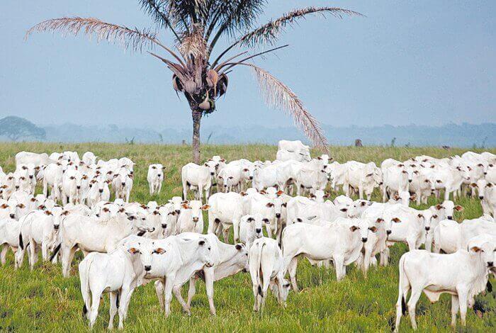 Gado em confinamento para terminação rápida