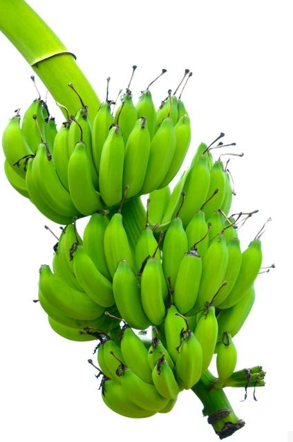 Previsão de safra de grãos pela Conab 2012-2013