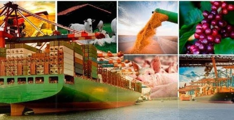 Cooperativa rural preparando café para envio internacional