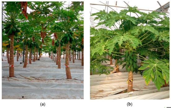 Produtor colhendo verduras em sistema protegido