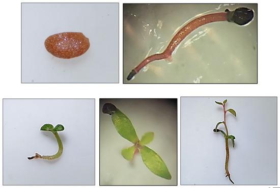 Estufa para cultivo protegido de hortaliças