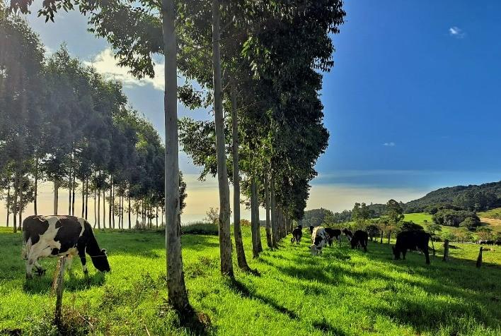 Recuperação de pastagem degradada com ILPF, mostrando gado e árvores