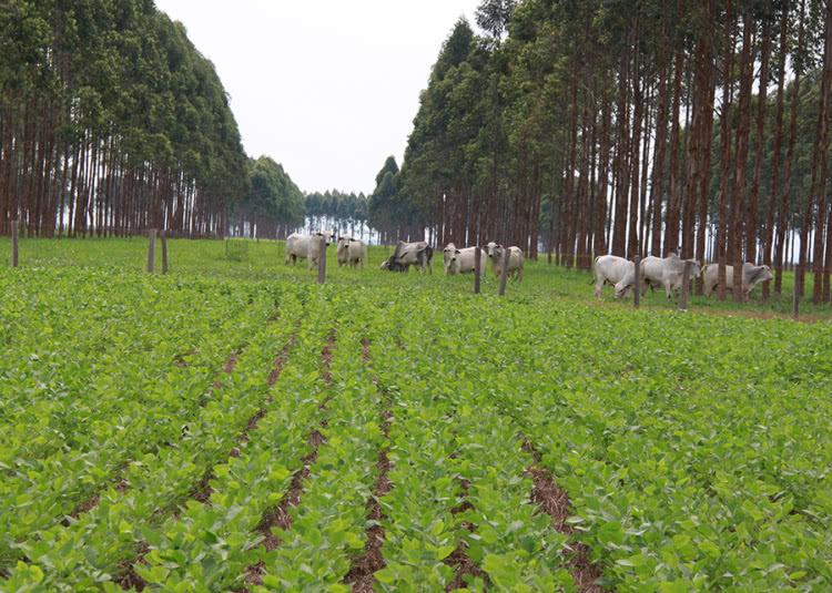 Sistema ILPF em ação na fazenda, com lavoura, gado e árvores integrados
