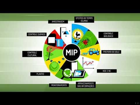 Controle biológico de pragas em plantação de milho