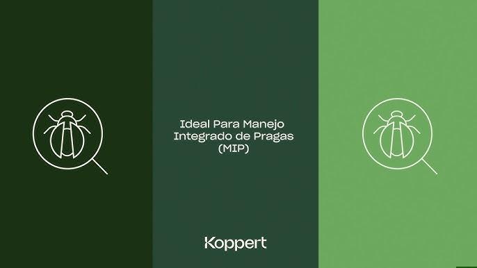 Agricultor monitorando pragas em lavoura com MIP