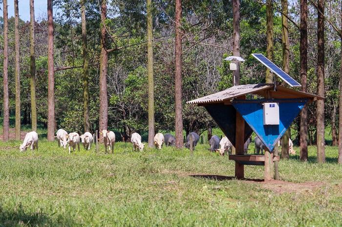 Balanças automáticas e sensores em confinamento pecuário