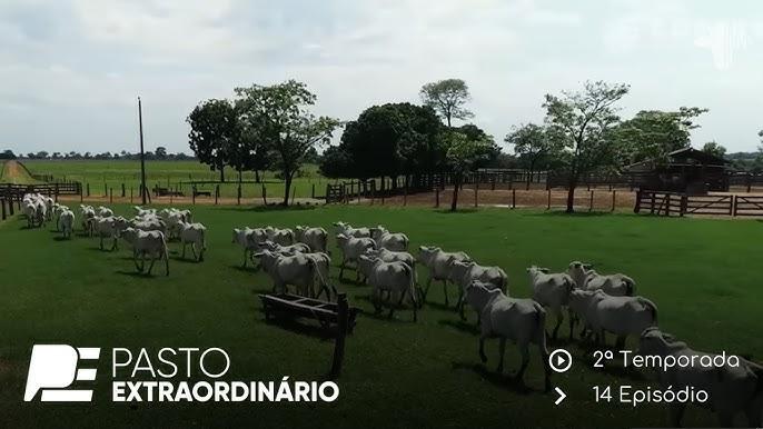 Manejo rotacionado de pastagens em pecuária sustentável