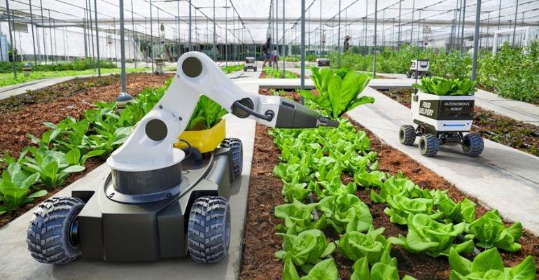 Robô agrícola capinando ervas daninhas em plantação