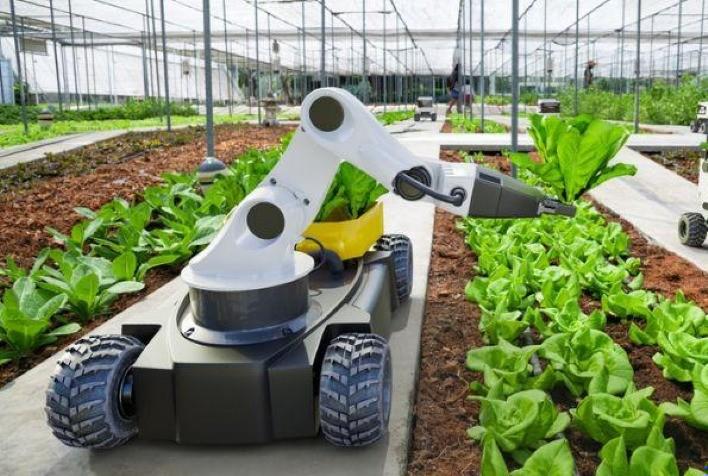 Colheitadeira automática em operação em campo amplo