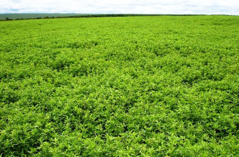 Adubação verde com leguminosas em plantio
