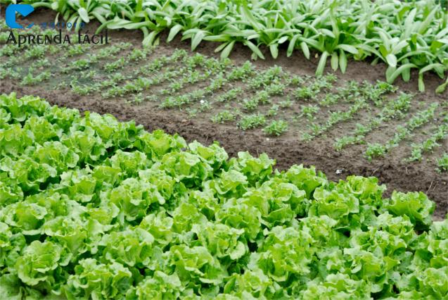 Campo com rotação diversificada e cobertura verde