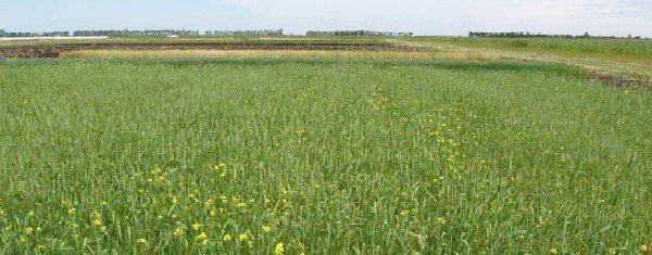 Exemplo de rotação de culturas em campo agrícola