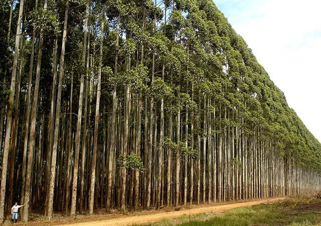 Manejo sustentável de pinus em integração com pecuária