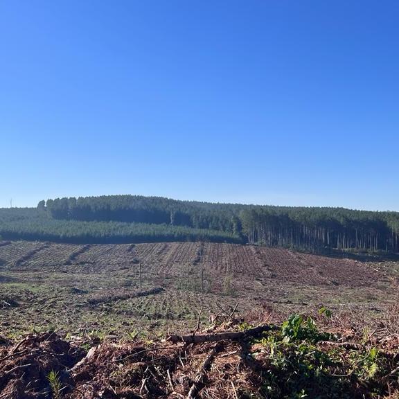 Plantação de eucalipto em fazenda rural sustentável