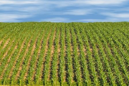 Colheita abundante de soja no Centro-Oeste brasileiro