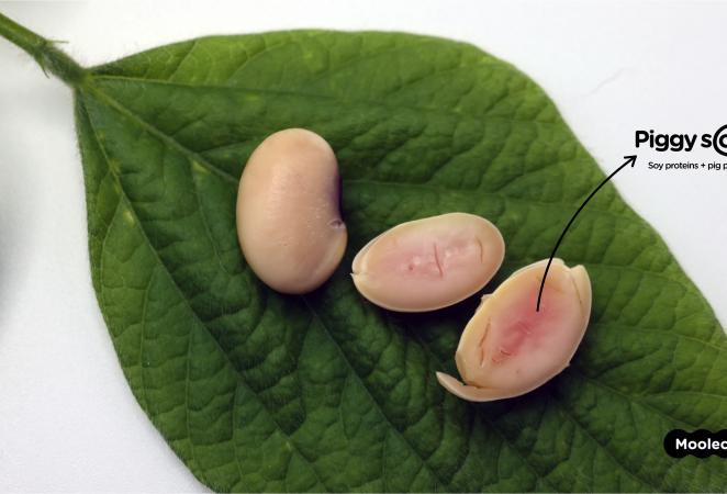 Comparação visual de soja transgênica versus convencional em campo