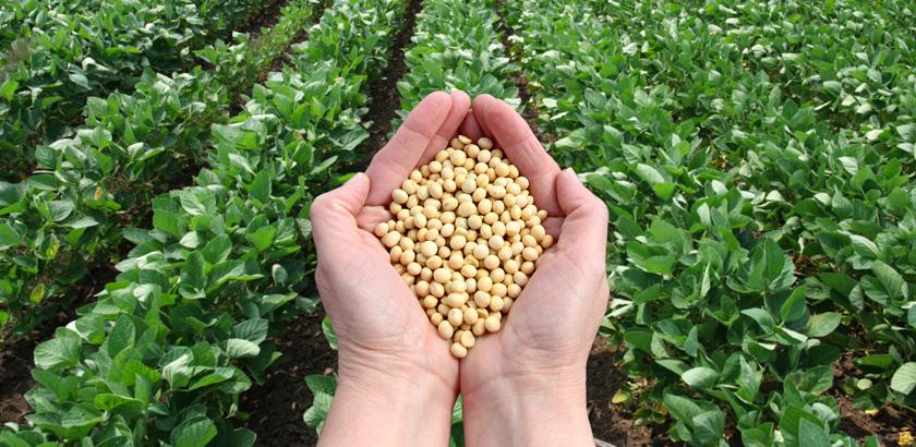 Campo de soja transgênica no Brasil com plantas saudáveis e resistentes