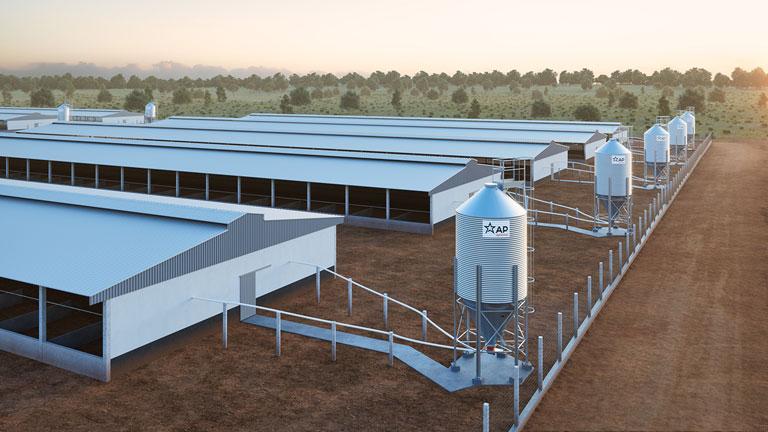 Granja de suínos com manejo adequado