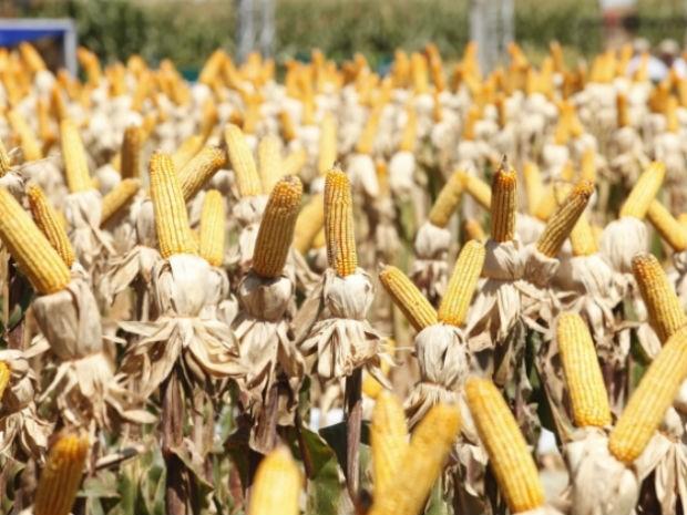 Transgênicos em alimentos gerando polêmica no campo