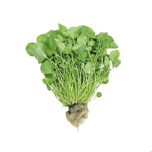 Sistema hidropônico de agrião com monitoramento para controle de fungos