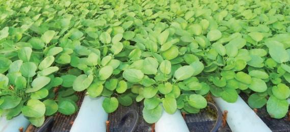 Como previnir as Principais Doenças Fúngicas no Agrião em Hidroponia