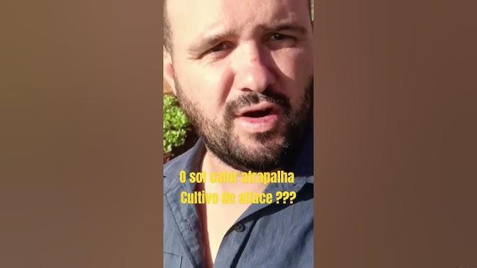 Alface em hidroponia afetada por espigamento, com foco em danos foliares e redução de qualidade comercial