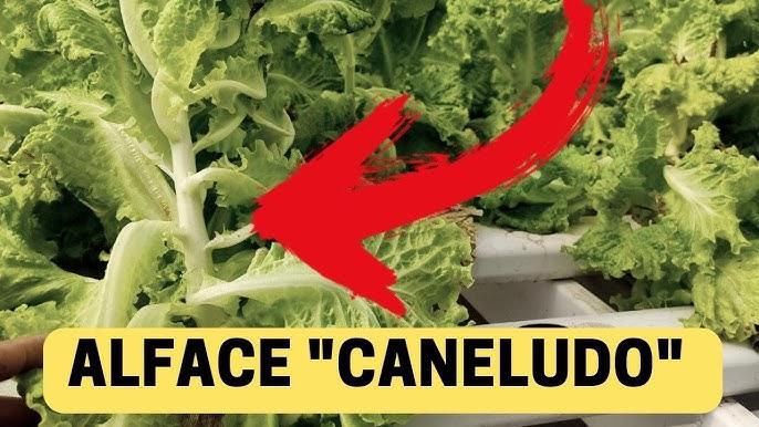Alface Espigando Antes do Tempo na Hidroponia: Causas Principais e Manejo para Reduzir Perdas