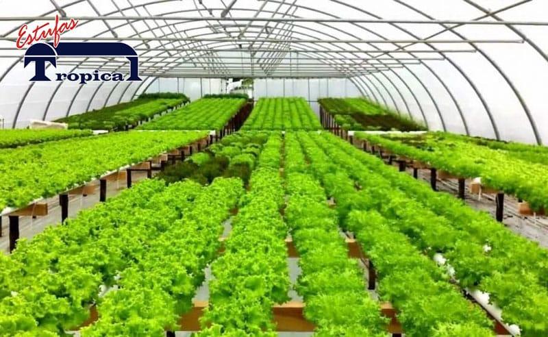 Alface hidropônica saudável após correção de tip burn, mostrando folhas intactas e prontas para colheita