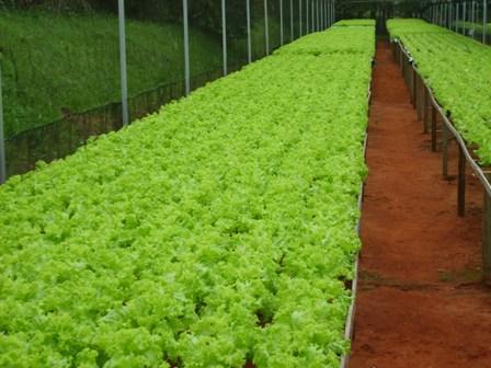 Por que a alface hidropônica está queimando as bordas (tip burn) e como resolver?