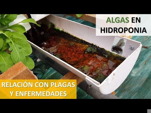 Como Evitar o Crescimento de Algas Verdes em Perfis Hidropônicos