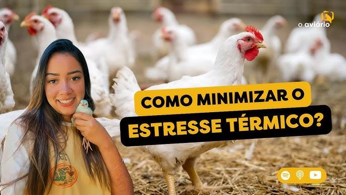 Exemplo prático de ventilação em aviário de corte otimizado para regiões quentes