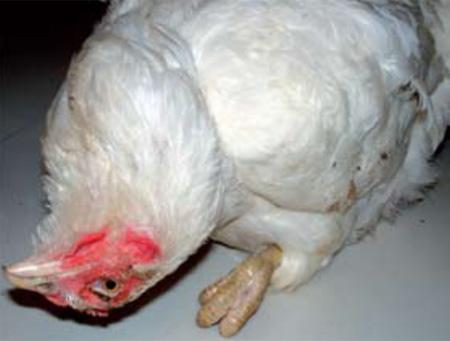 Doença de Newcastle em Aves Domésticas: Sintomas e Calendário de Vacinação Essencial