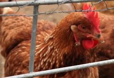 Manejo nutricional em galinhas caipiras para melhorar taxa de ovos