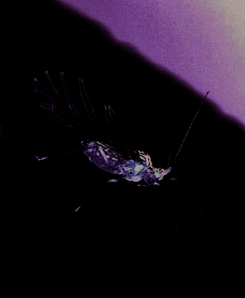 Controle de Pulgões em Hidroponia de Estufa: Métodos Práticos para Manter a Produtividade