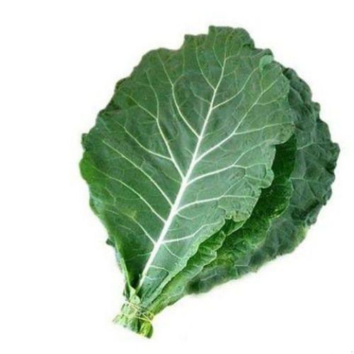 Exemplo de raízes amareladas em couve hidropônica devido a baixa oxigenação na solução nutritiva