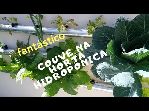 Tratamento de raízes curtas em couve hidropônica com ajuste de nutrientes e oxigenação