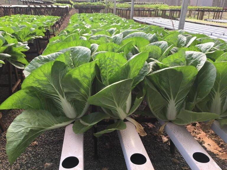 Raízes Curtas e Amareladas na Couve Hidropônica: Causas Principais e Manejos Eficazes