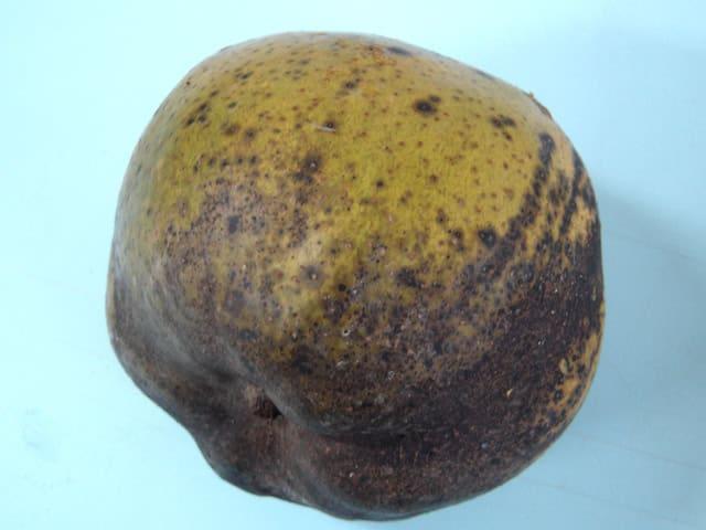 Onde Encontrar Variedades Comerciais de Feijão com Resistência Genética à Antracnose em Regiões Tropicais